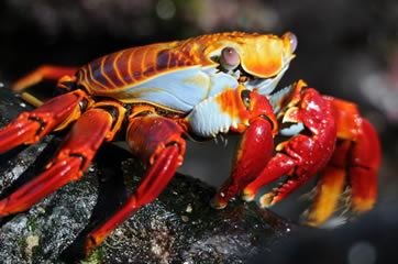 Sallylightfoot Crabs